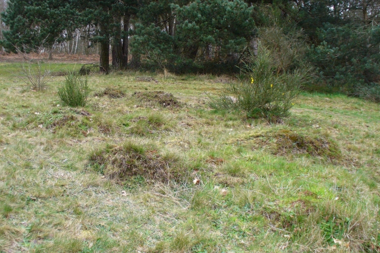 Mousehold B41