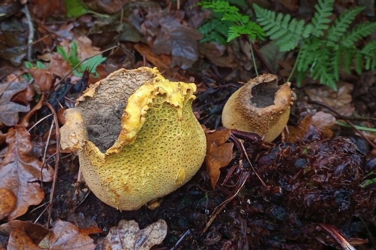 Mousehold B5