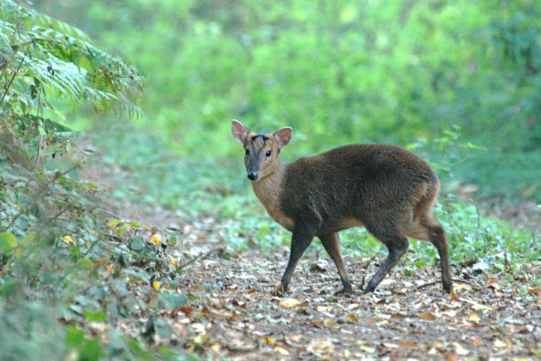 Mousehold B7
