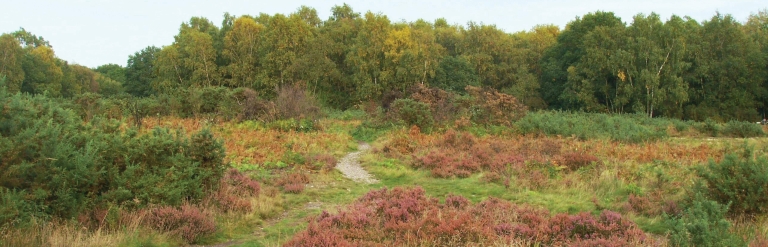 Mousehold heathland banner