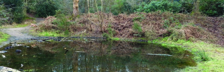 Mousehold ponds banner