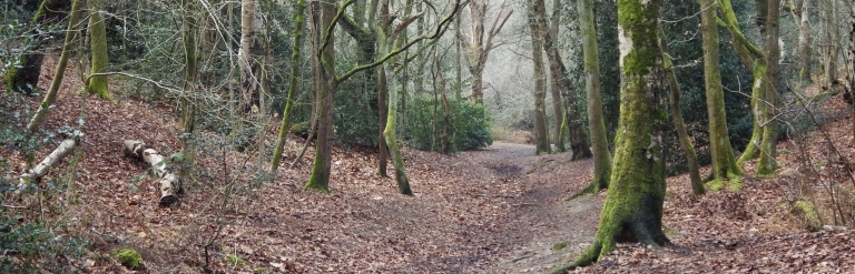 Woodland and scrub banner