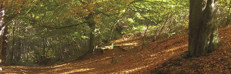 Mousehold biodiversity header